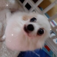 昨日のお礼　ハイビスカス　K様