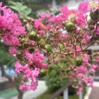 優しいお姉さん