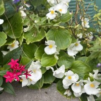 御礼日記✴stuさま