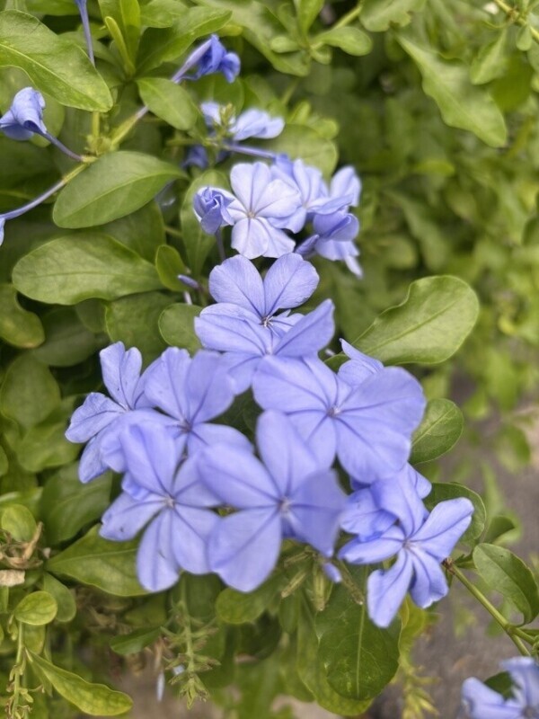 おはようございます