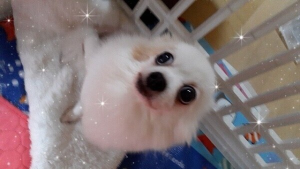 お礼　ハイビスカスY様