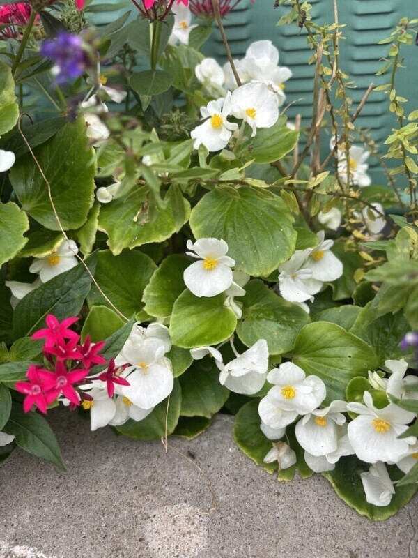 御礼日記✴mthrさま