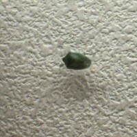 本日現れた待機仲間🫣(虫注意)