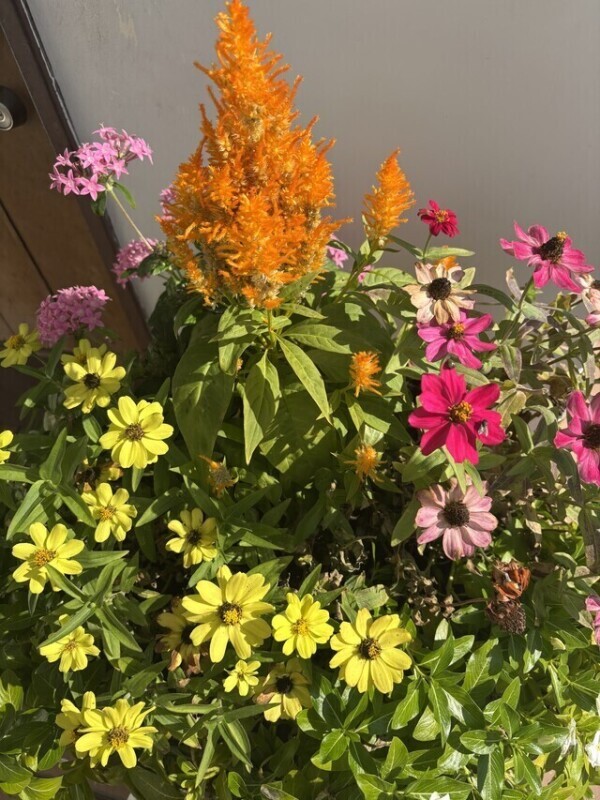 御礼日記✴TNKさま