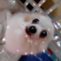 お礼　ハイビスカスN様