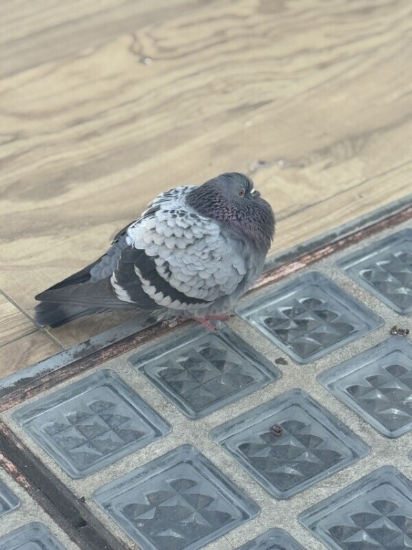 今日のふくふく鳩🐦