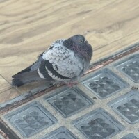 今日のふくふく鳩🐦