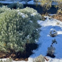 馬橋にも雪♡❄️