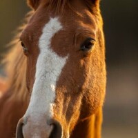 素晴らしい男性