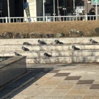 鳩が丸まってる