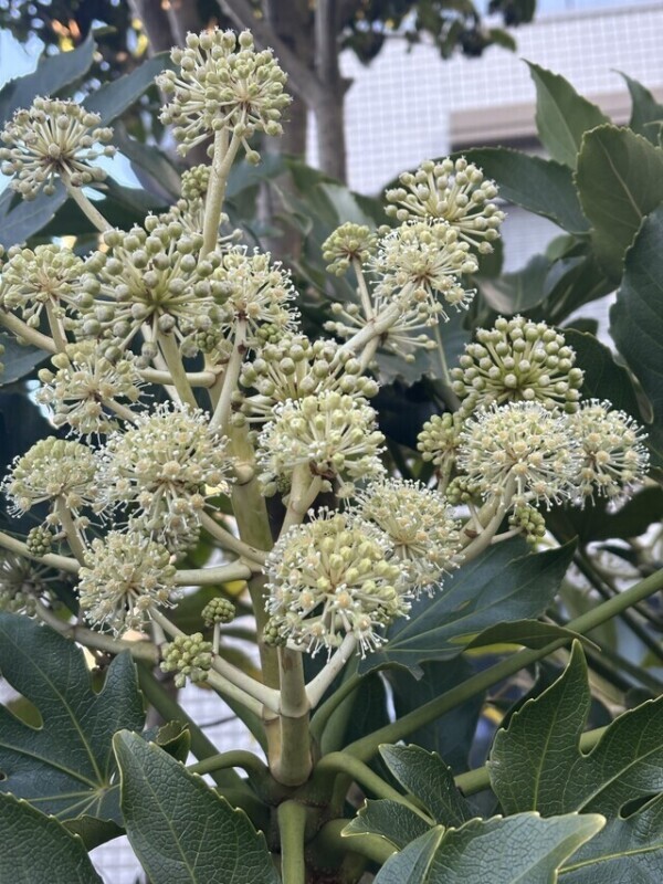 S✱INEって知ってる？