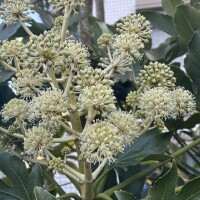 S✱INEって知ってる？