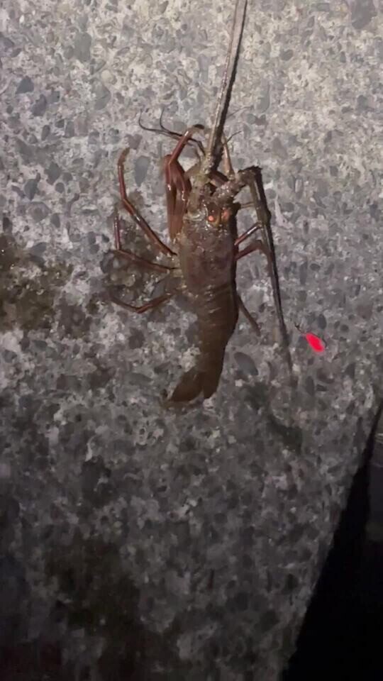 えっびえびえびえびびび🦐