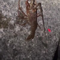 えっびえびえびえびびび🦐