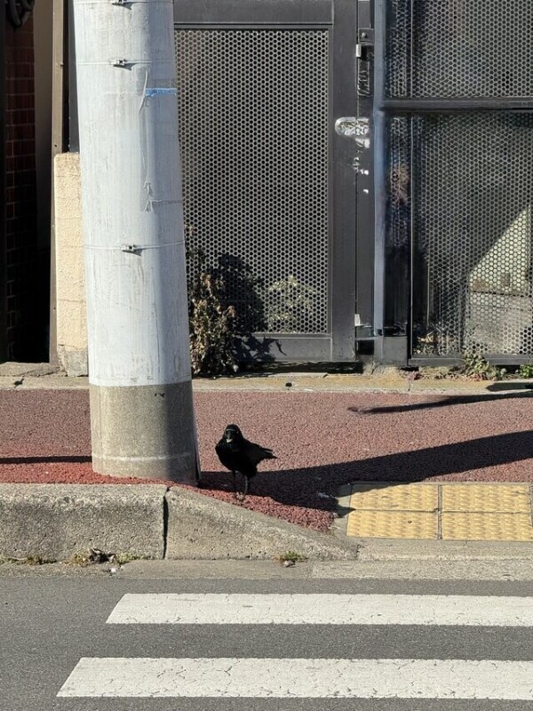 今朝信号待ちで🚥