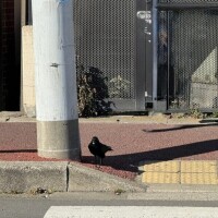 今朝信号待ちで🚥