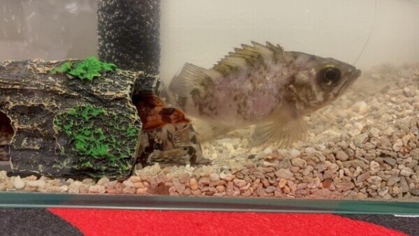 (ﾟ`ﾛ´ ﾟ)ｲﾀ°･🐠