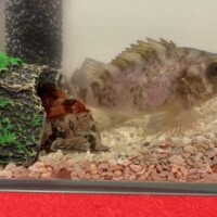 (ﾟ`ﾛ´ ﾟ)ｲﾀ°･🐠