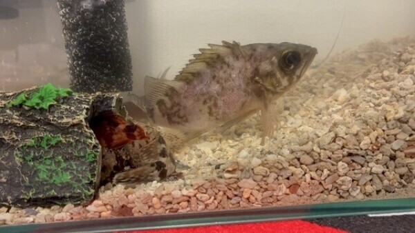 (ﾟ`ﾛ´ ﾟ)ｲﾀーー°･🐠