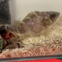 (ﾟ`ﾛ´ ﾟ)ｲﾀーー°･🐠