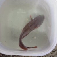 ドンコというわけで°･🐠？