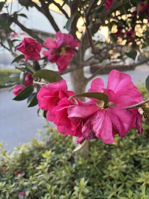 もう雪は振らないのかな？