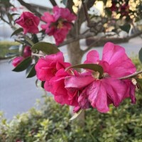 もう雪は振らないのかな？