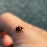 点等虫🐞