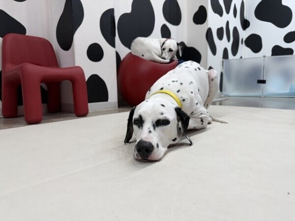 ごめんなさいいいいい