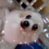 昨日のお礼 ハイビスカスS様