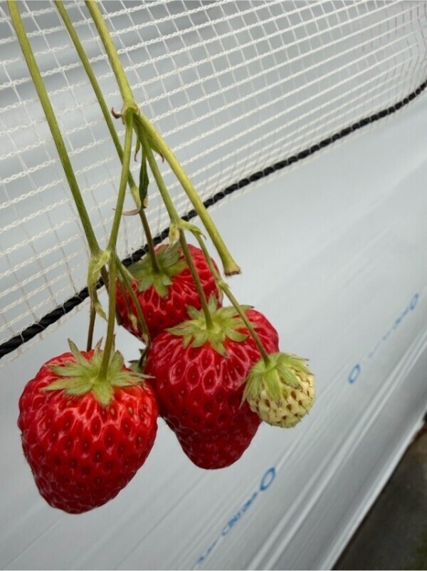 行ってきたよん🍓