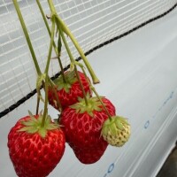 行ってきたよん🍓