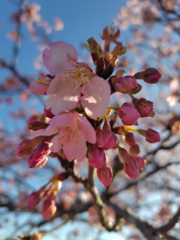 暑いくらいですね