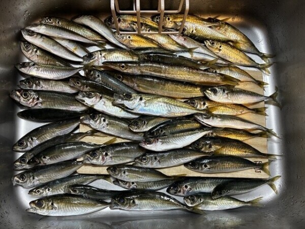 捌ききるんᕷ*.°