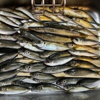 捌ききるんᕷ*.°