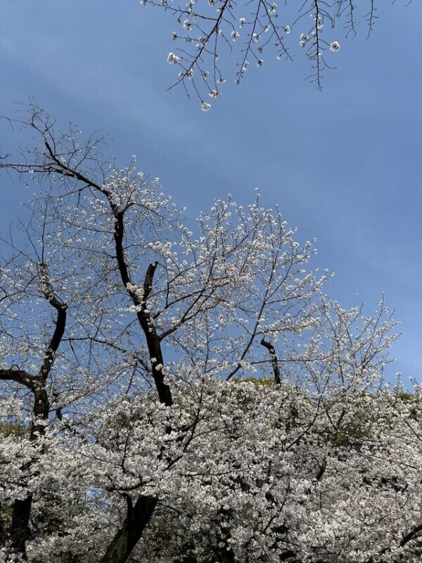 来週開花予定みたい！