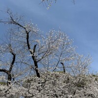 来週開花予定みたい！