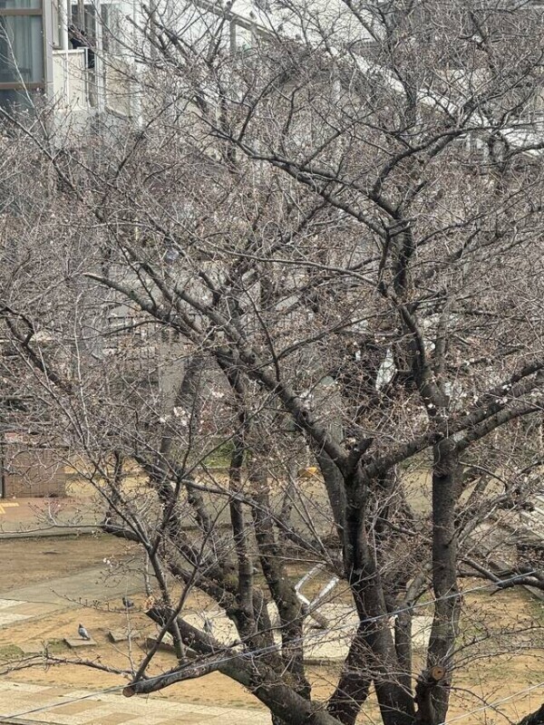 馬橋もちょっと咲き出した！🌸