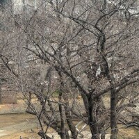 馬橋もちょっと咲き出した！🌸