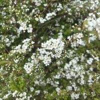 春が近づいているらしい。