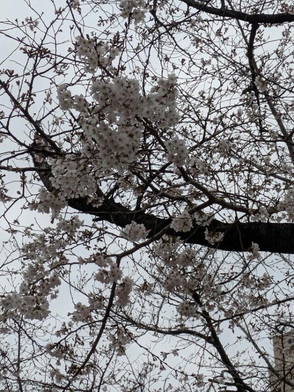 曇り空と桜♡