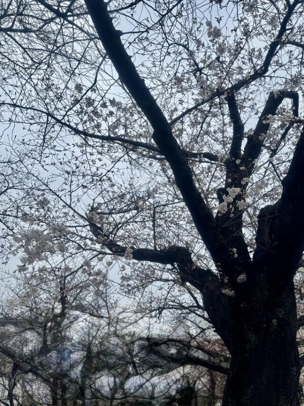 今日の馬橋〜🌸