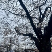 今日の馬橋〜🌸