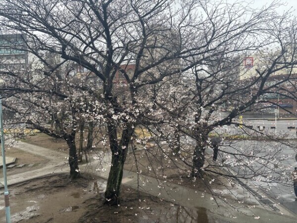 ソメイヨシノが咲きだしていますね。