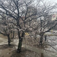 ソメイヨシノが咲きだしていますね。