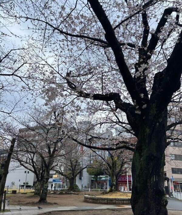 🌸桜の季節だぁ〜〜🌸