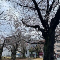 🌸桜の季節だぁ〜〜🌸