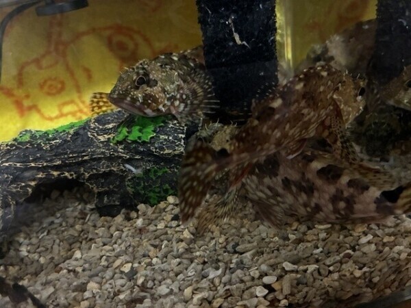 第２槽꒰( '꒳​' )꒱👼🪽