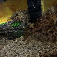 第２槽꒰( '꒳​' )꒱👼🪽