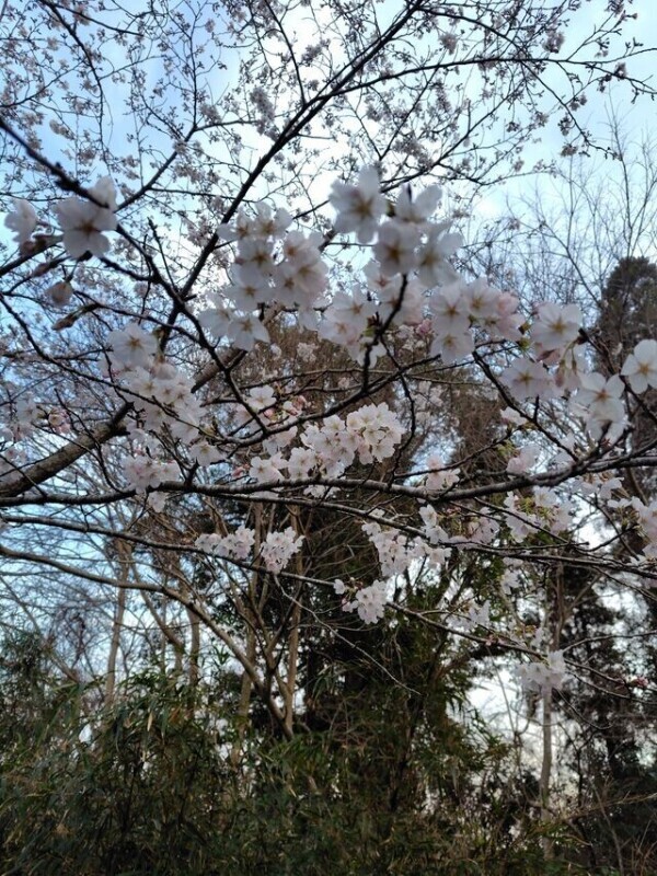 お花見